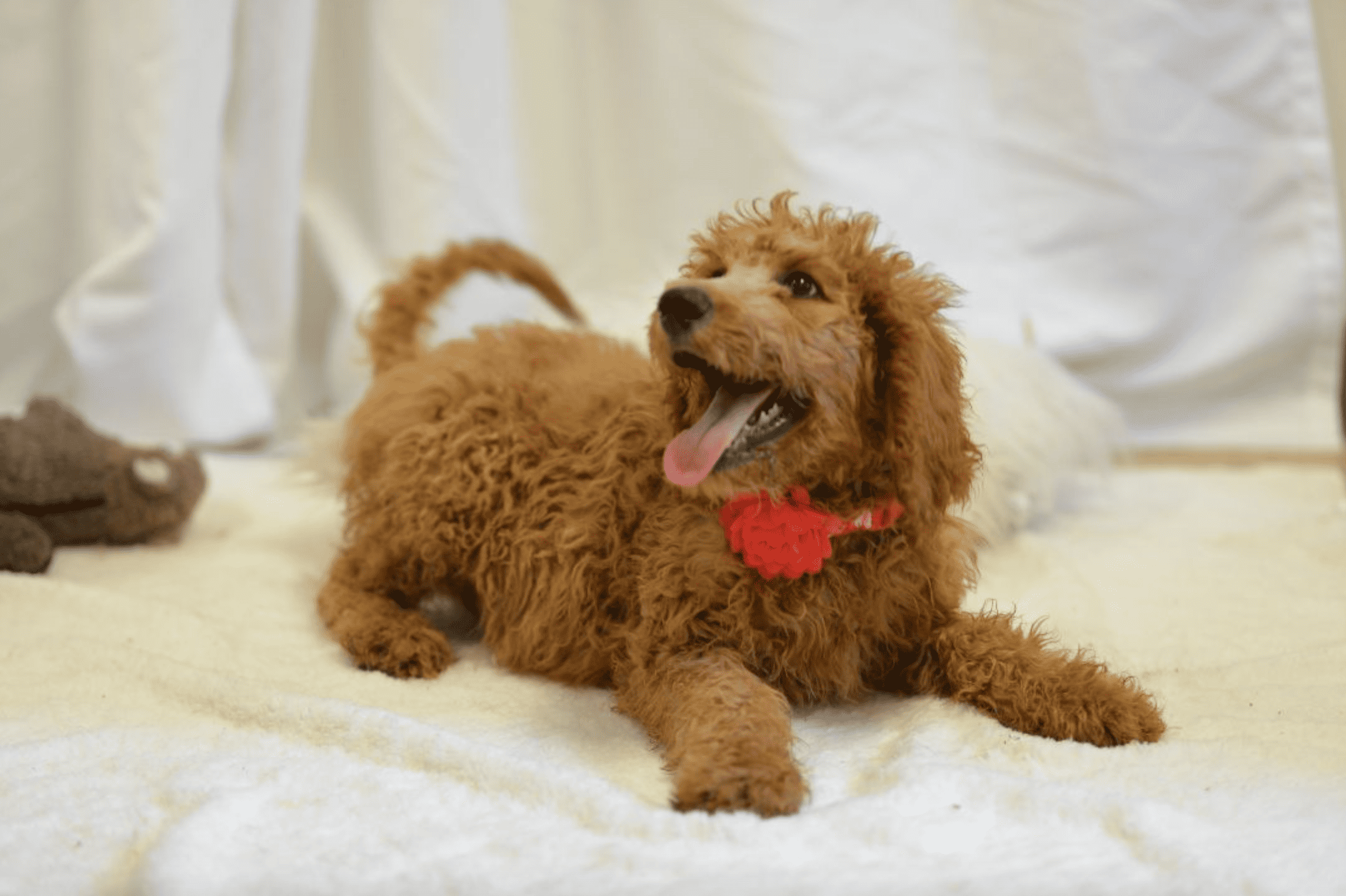 goldendoodle-puppy potty training