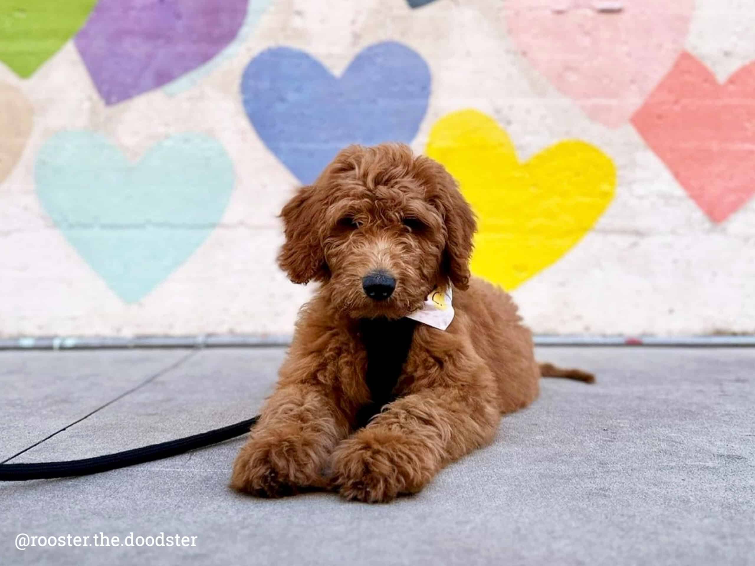 goldendoodle puppy in front of colorful mural