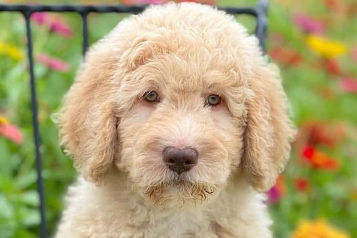 English Teddy Bear Goldendoodle