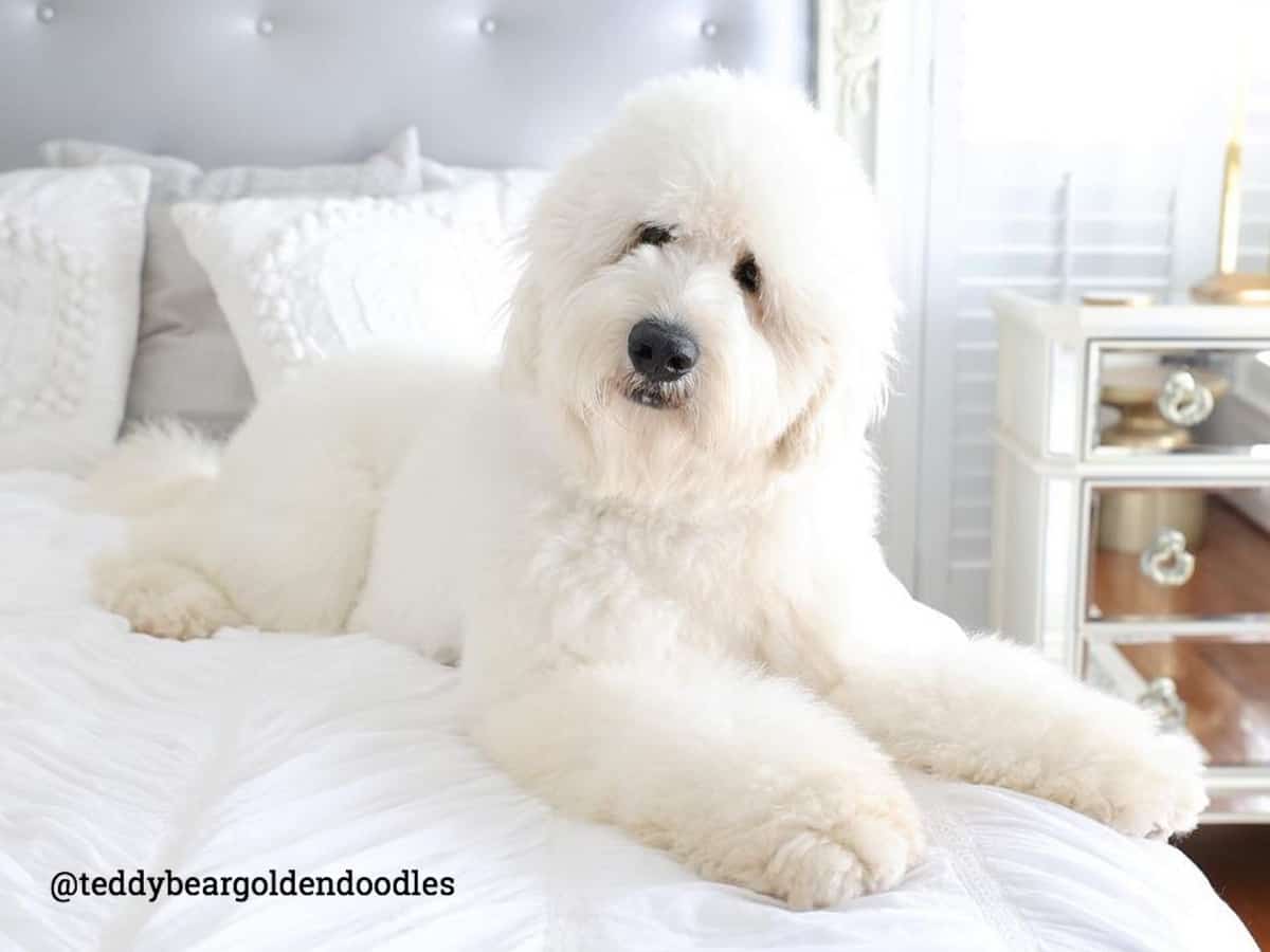 teddybear-goldendoodle